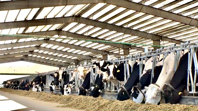 Cows
