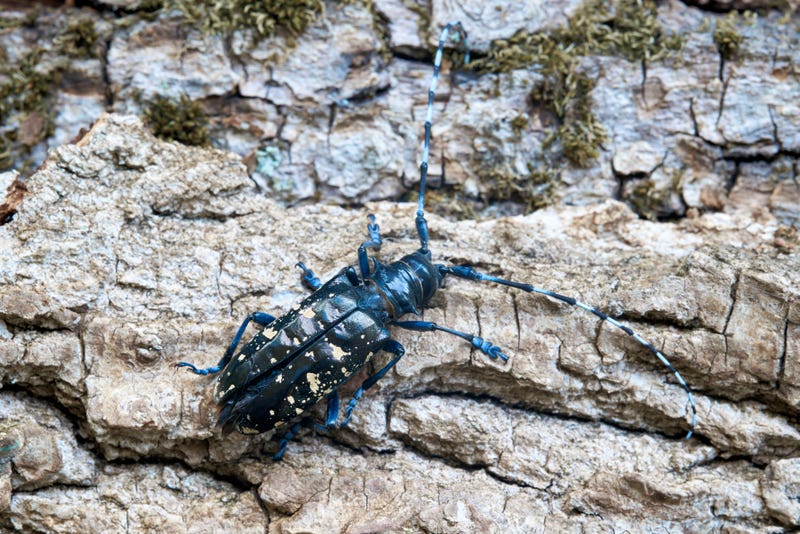Asian Longhorned Beetle 