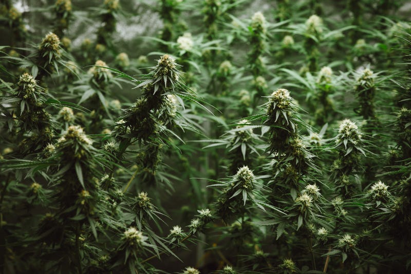 Marijuana plants