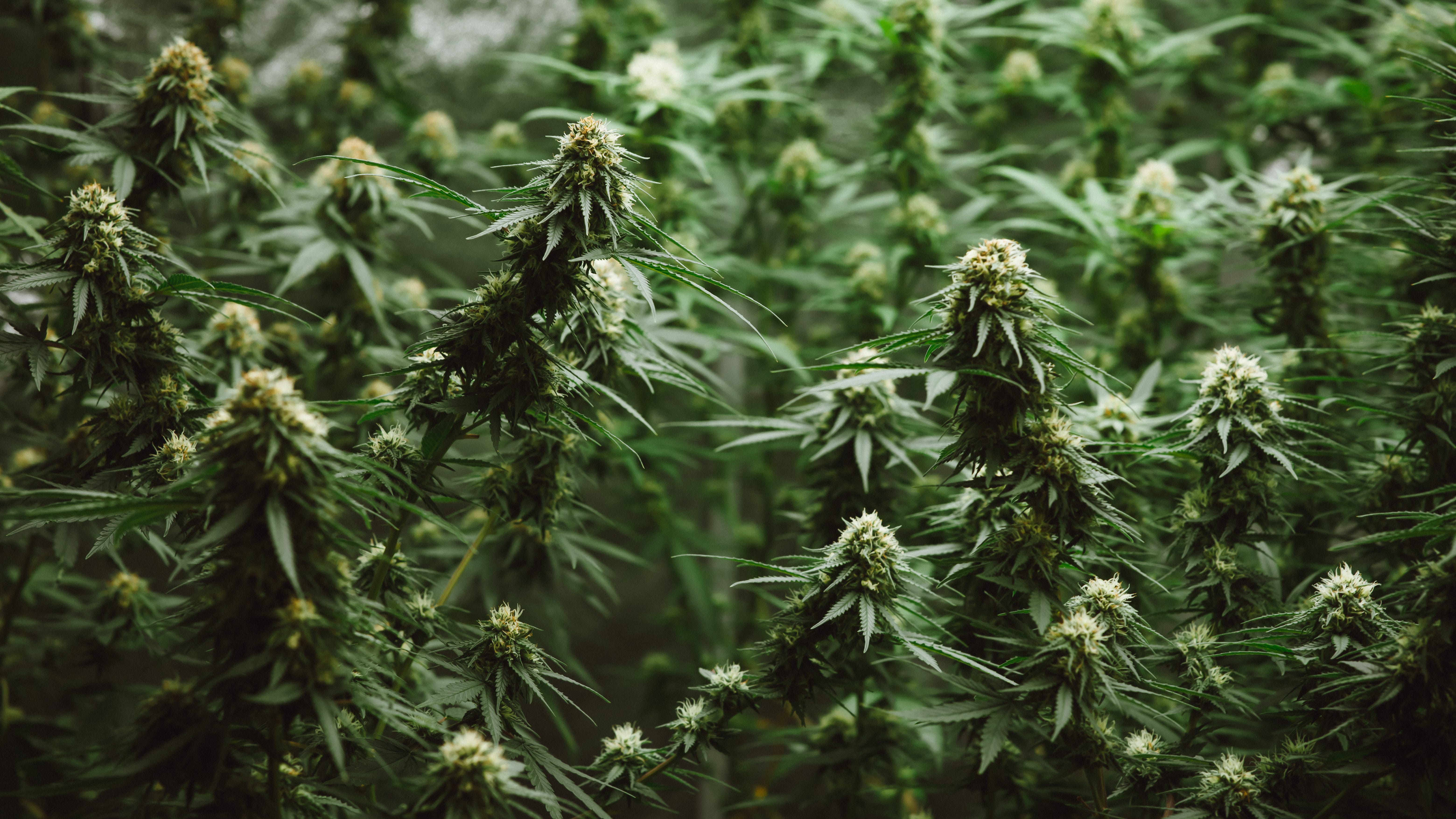Gunshots fired during robbery of Half Moon Bay weed farm, suspects at-large