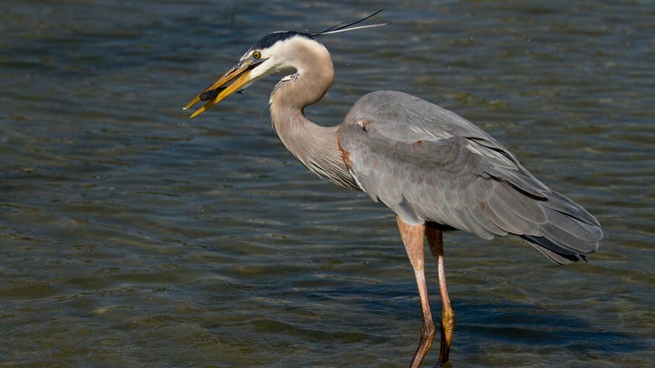 WATCH: Great blue heron caught swallowing alligator whole