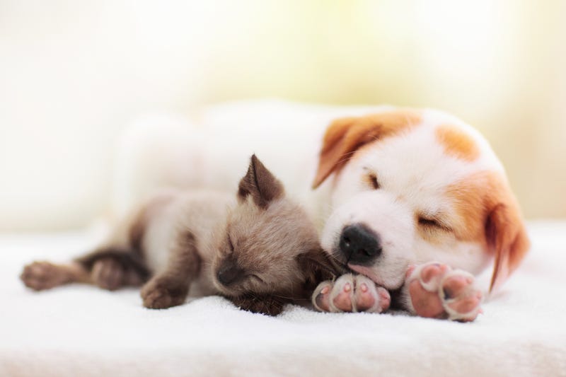 Dallas may ban sale of puppies and kittens in pet stores