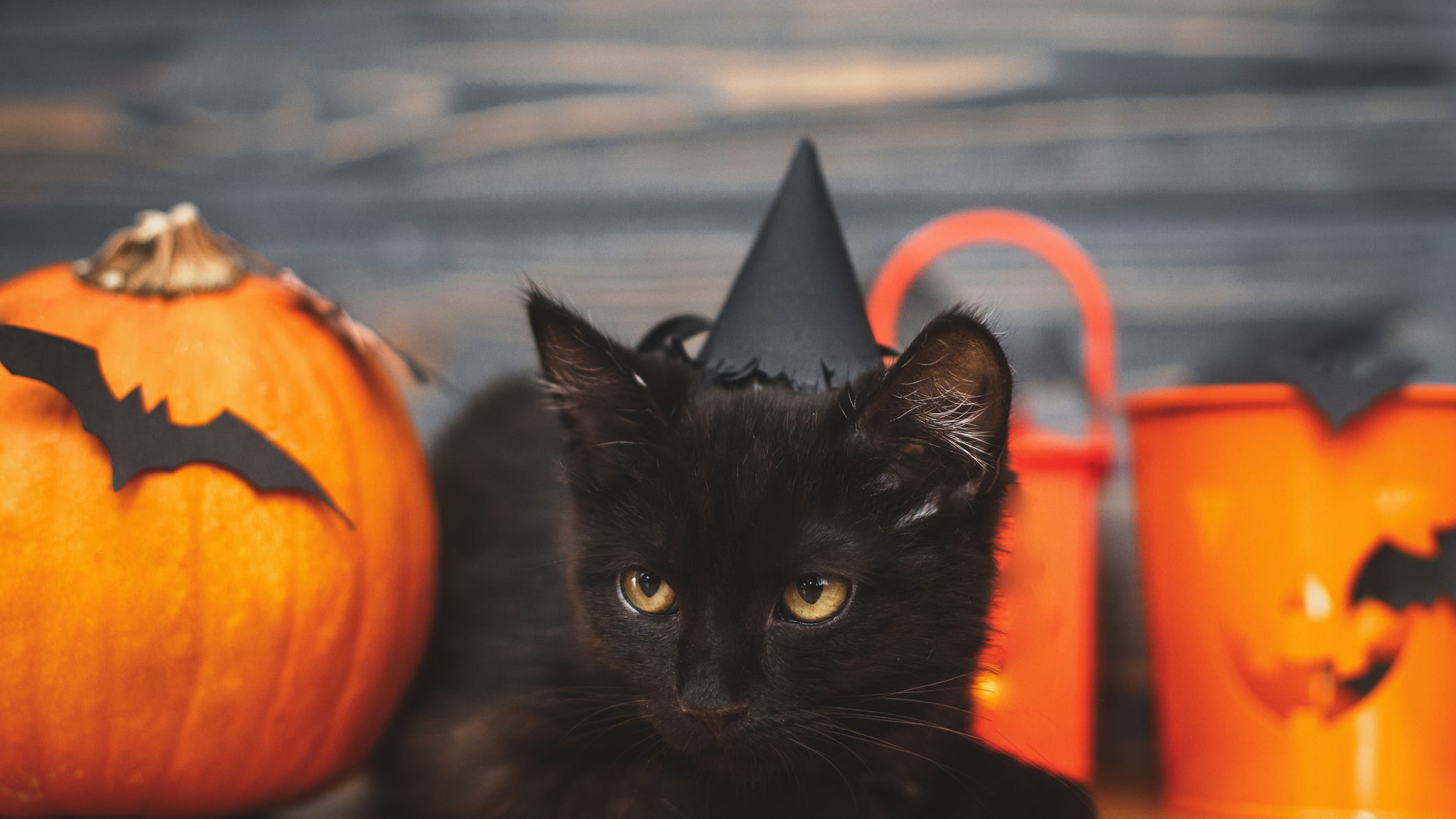 Are black cats really in danger over Halloween?