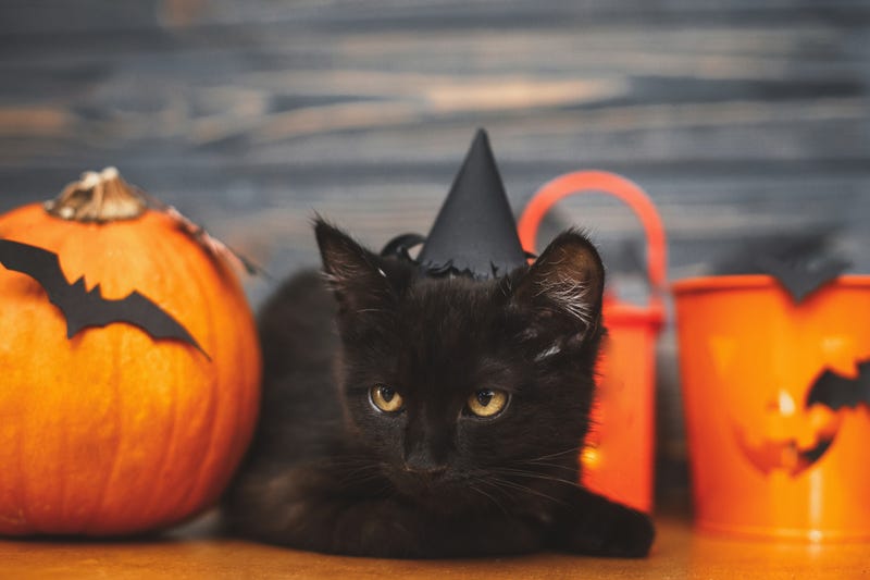 Black cat and Halloween decorations 
