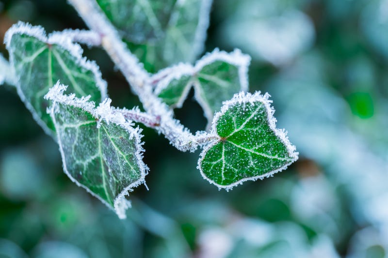 below freezing temperatures are expected tonight into tomorrow morning