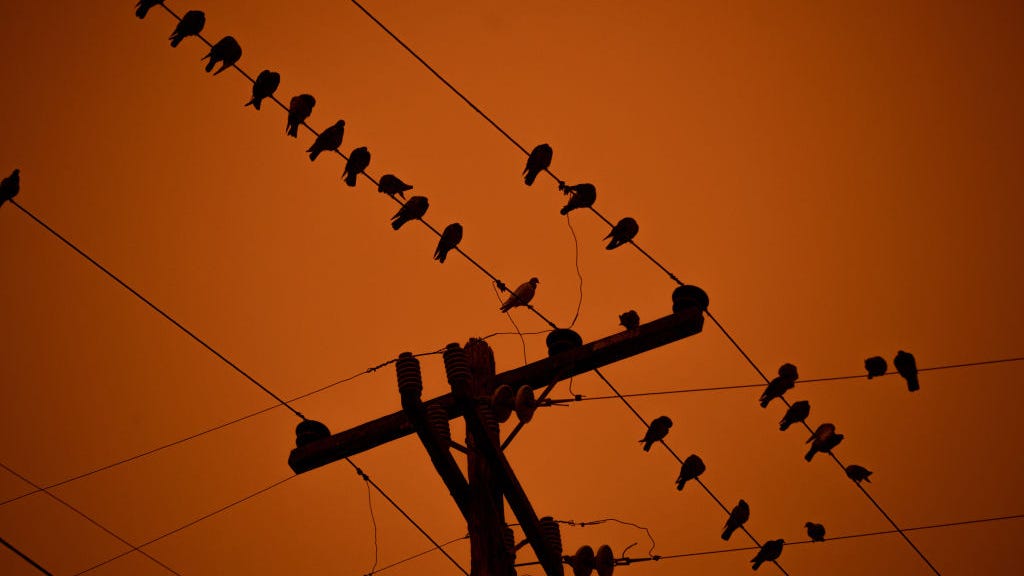 Utility services repeatedly knocked out by people shooting at birds in Missouri