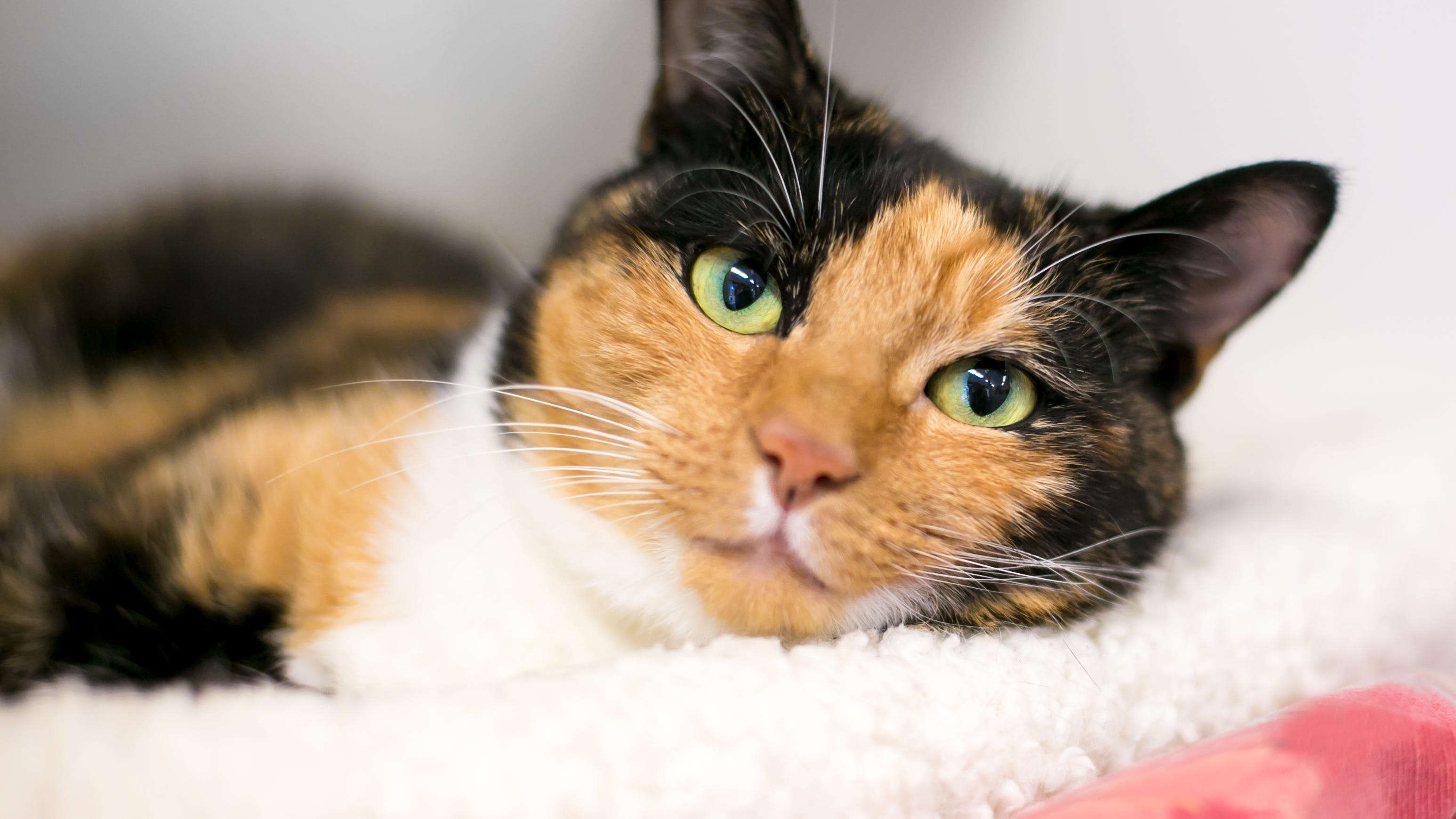 Cat is reunited with her family 3 years after going missing in California mudslide