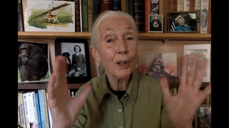 BERLIN, GERMANY - SEPTEMBER 16: In this screengrab, Jane Goodall speaks as part of SWITCH GREEN during day 1 of the Greentech Festival at Kraftwerk Mitte aired on September 16, 2020 in Berlin, Germany.