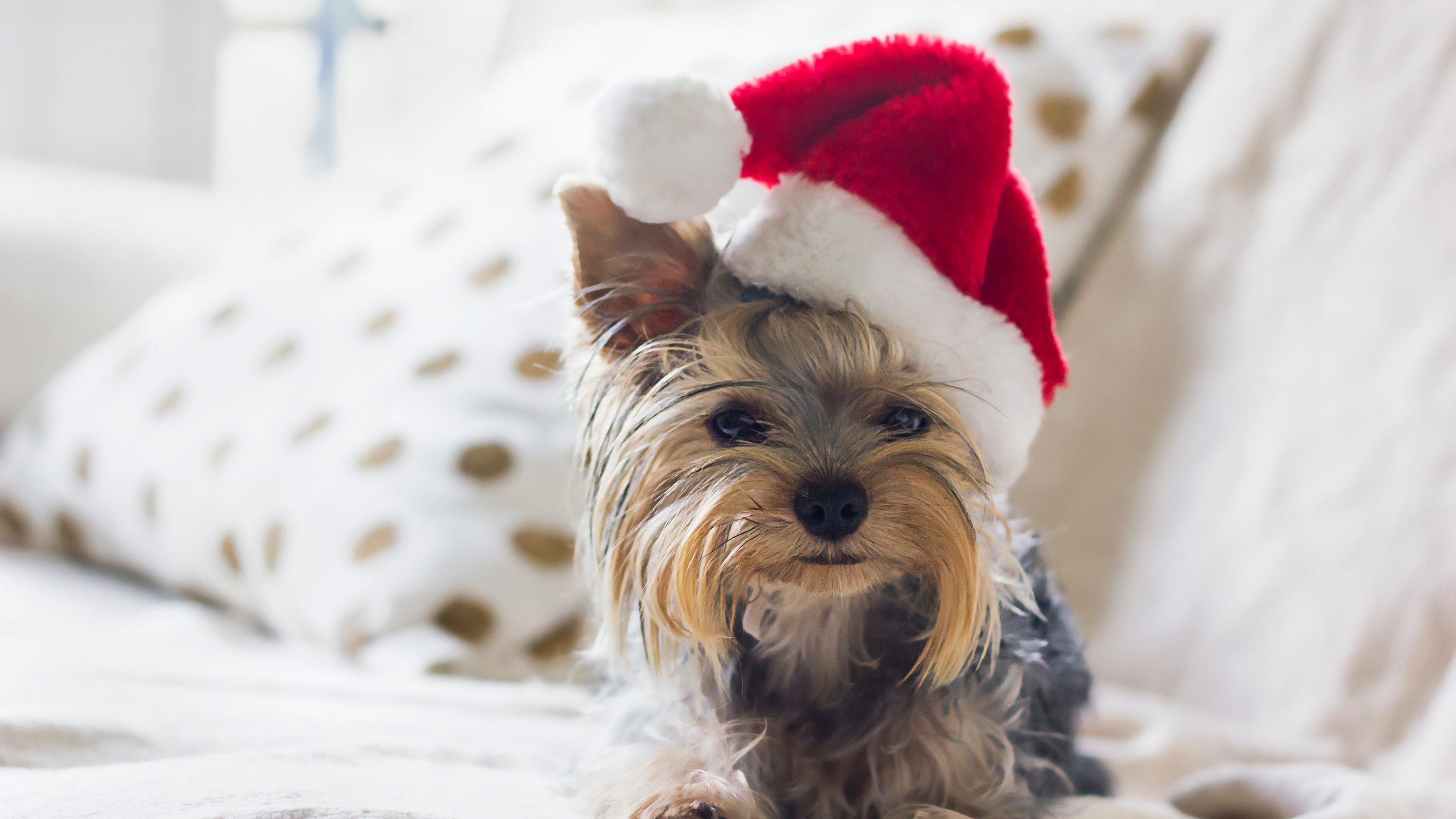 How to avoid falling victim to puppy scams