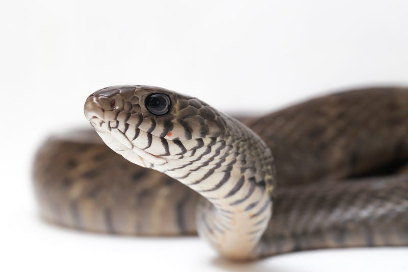 The oriental rat snake.