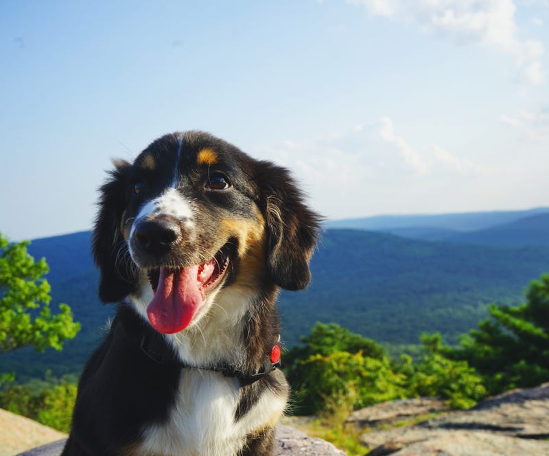 Some Pennsylvania State Parks are becoming more pet friendly for the upcoming camping season.