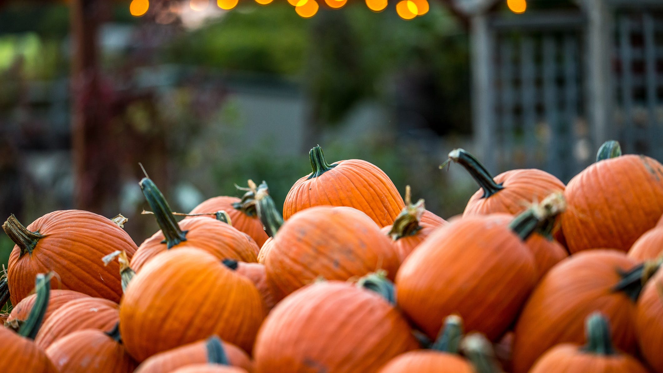 Minnesota 5-year-old raises over $500 for charity by growing, selling his own pumpkins