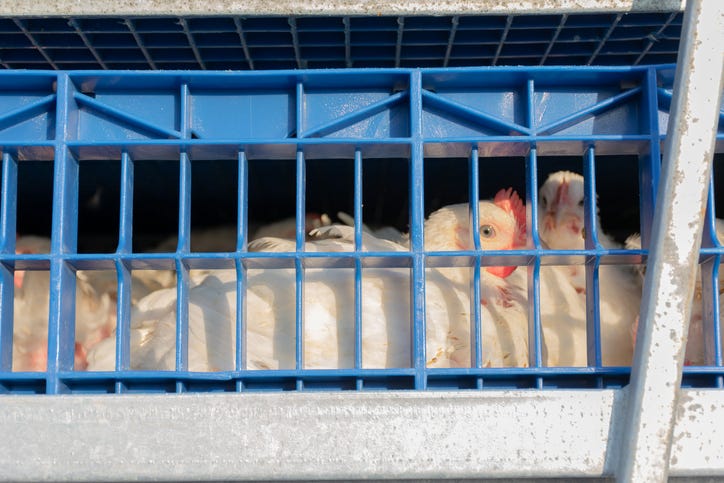 Chicken on truck