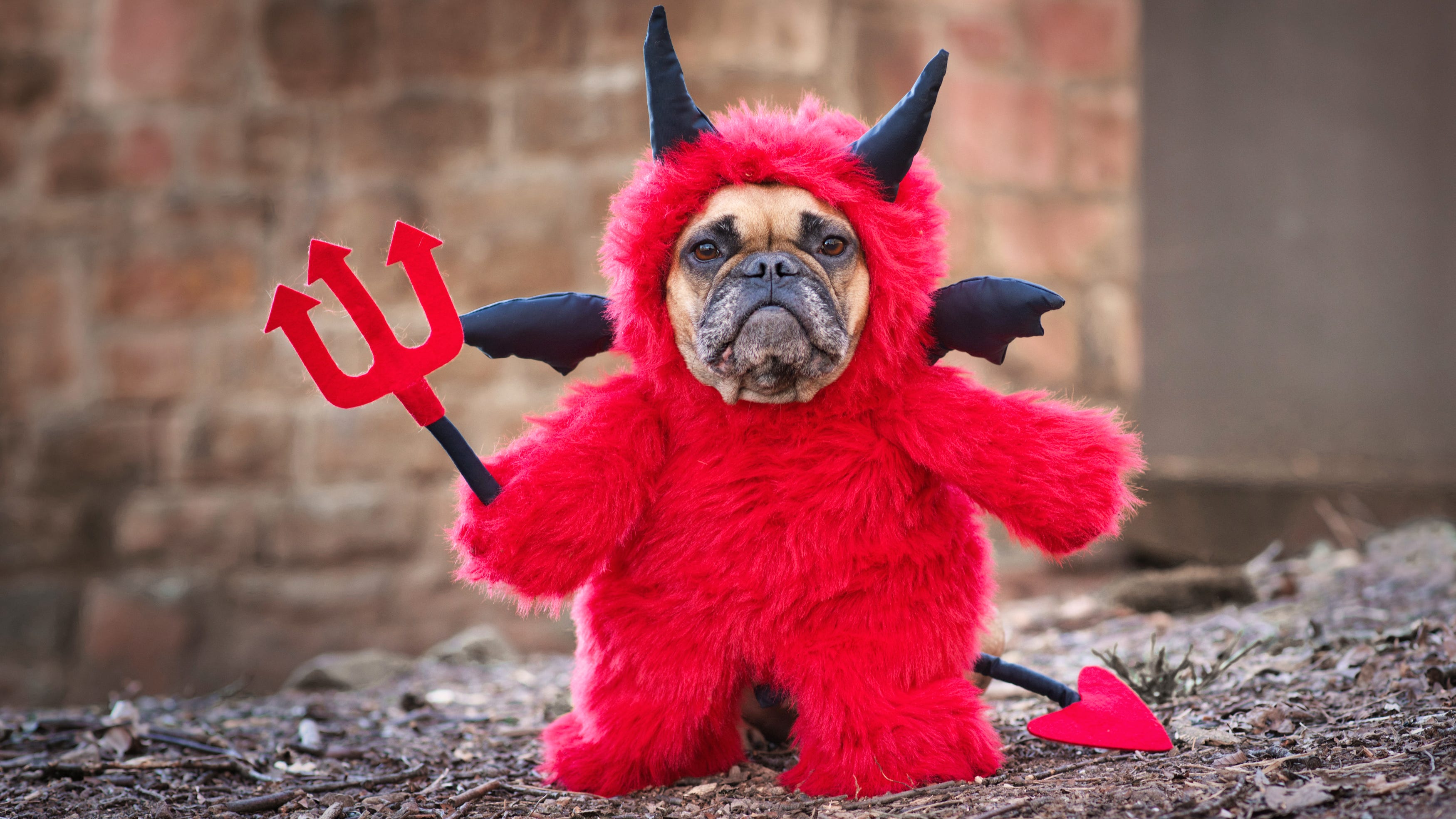 As Halloween approaches, vet says ‘never’ leave pets in costumes unattended