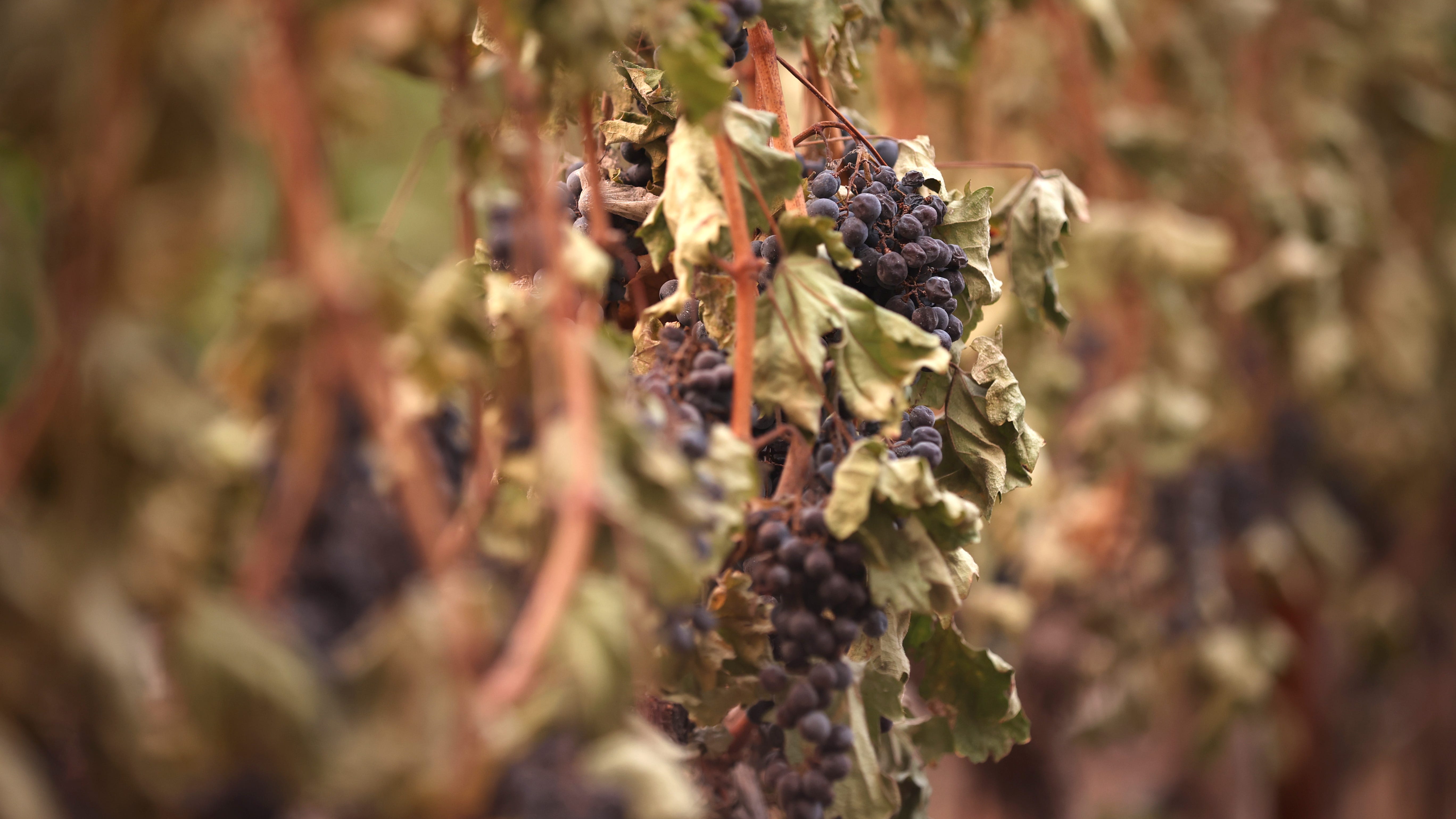 Glass Fire destroys 140-year-old Napa Valley winery