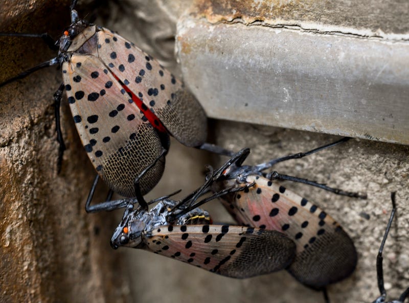 spotted lanternflies