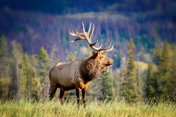 elk