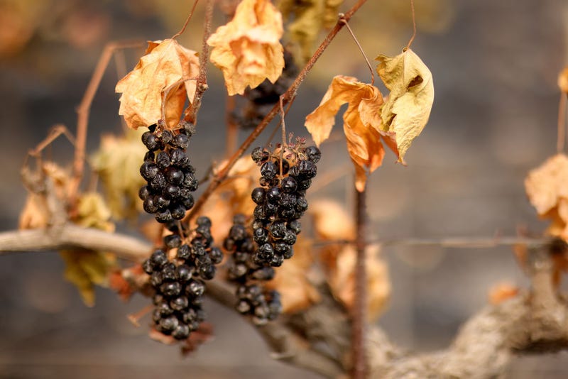Wine grapes hang from fire damaged grapevines at a vineyard.