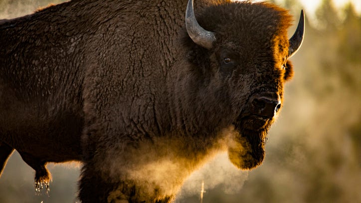 Bison gores man at Yellowstone, second this season