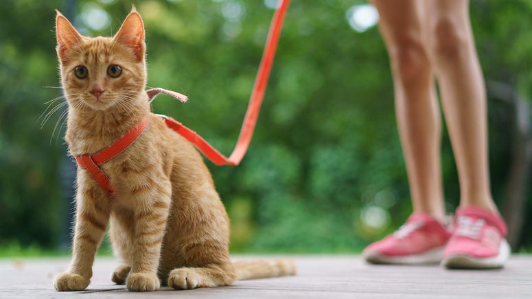Most Americans think it's 'socially acceptable' to take cats out for a walk: Study