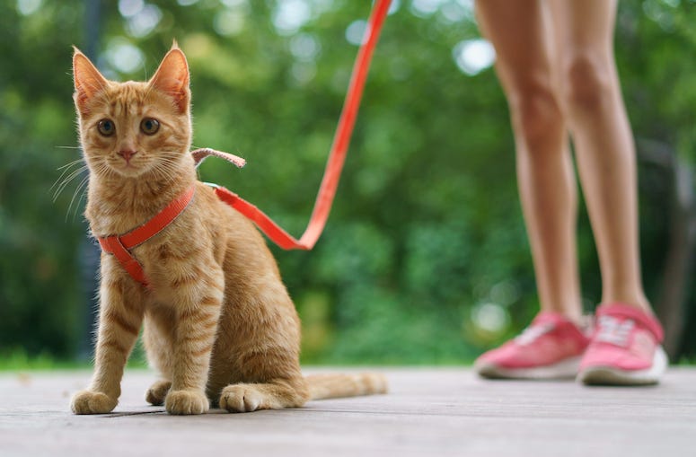 Cat being walked on a leash
