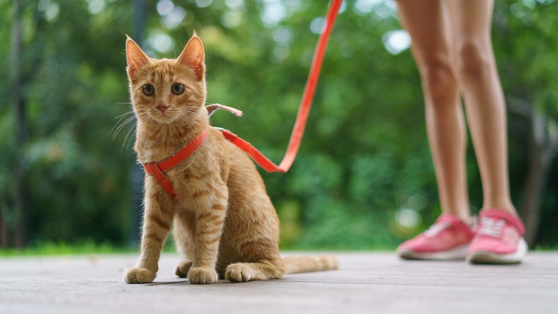 Walking Your Cat