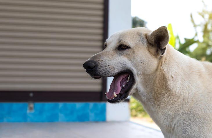 Dog Waiting Outside
