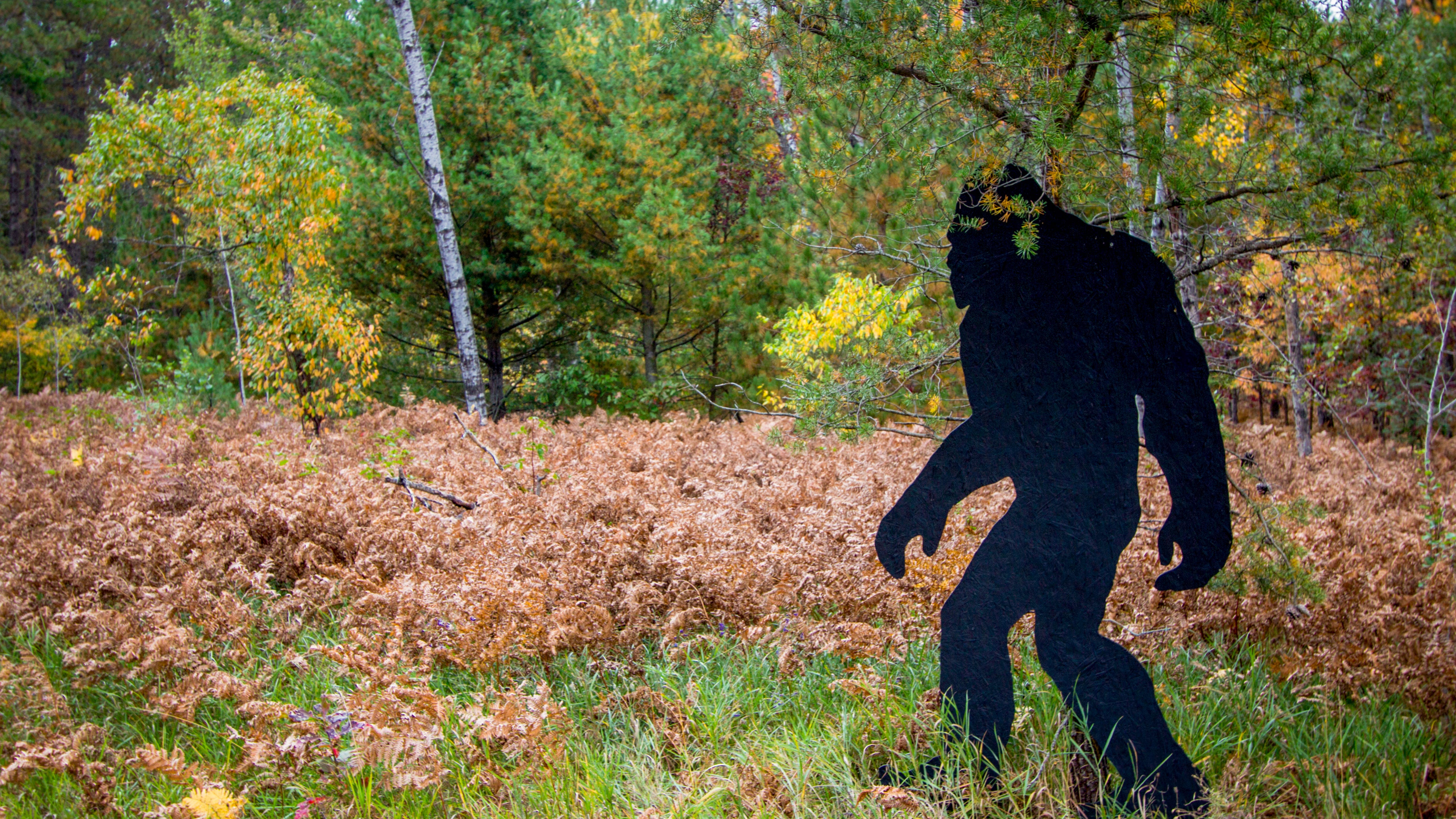 Is Bigfoot real? One expert says, 'Oh! Absolutely!'