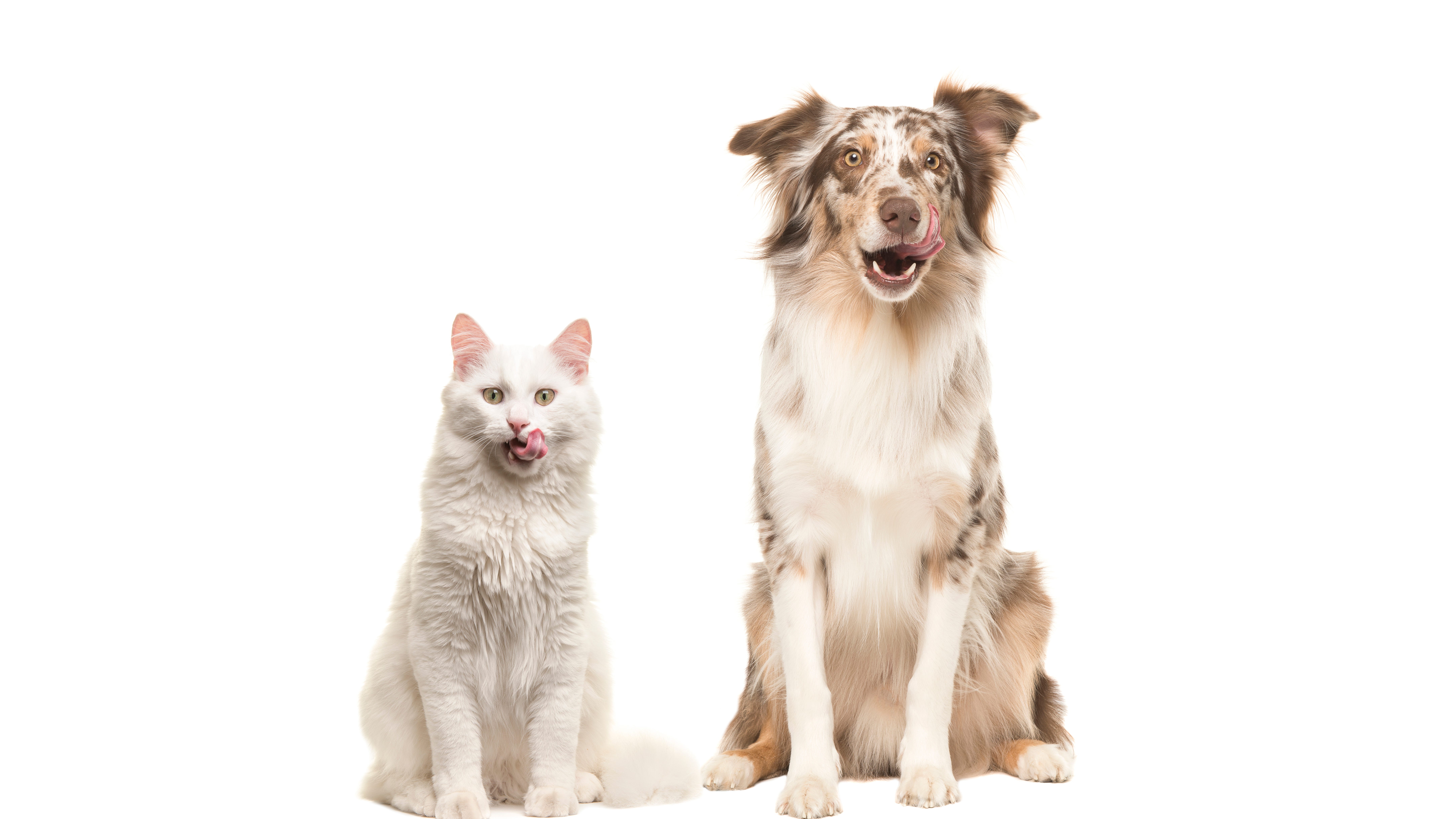 California lawmaker aims to give pets rights in ‘Dog and Cat Bill of Rights’
