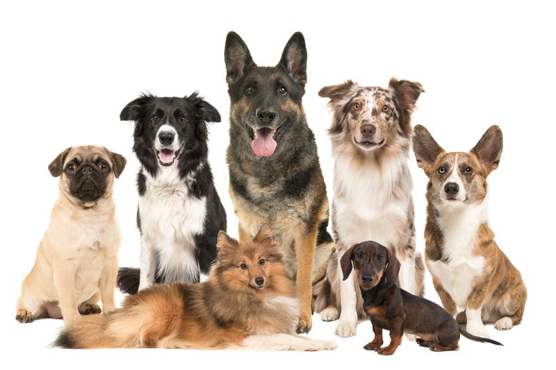 Several different dog breeds. 