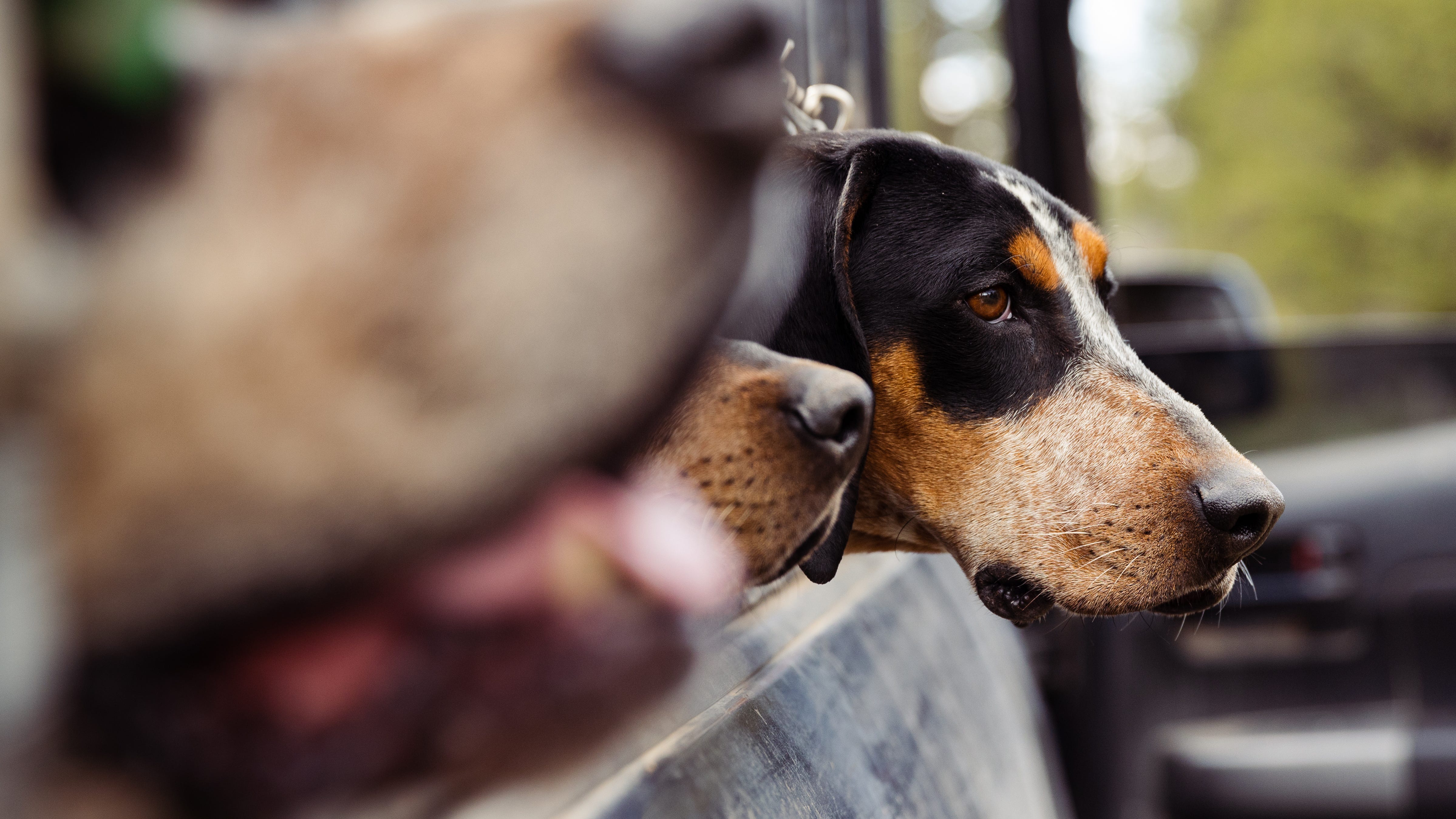 Man facing possible charges after dumping barking dog on state land in lower Northern Michigan
