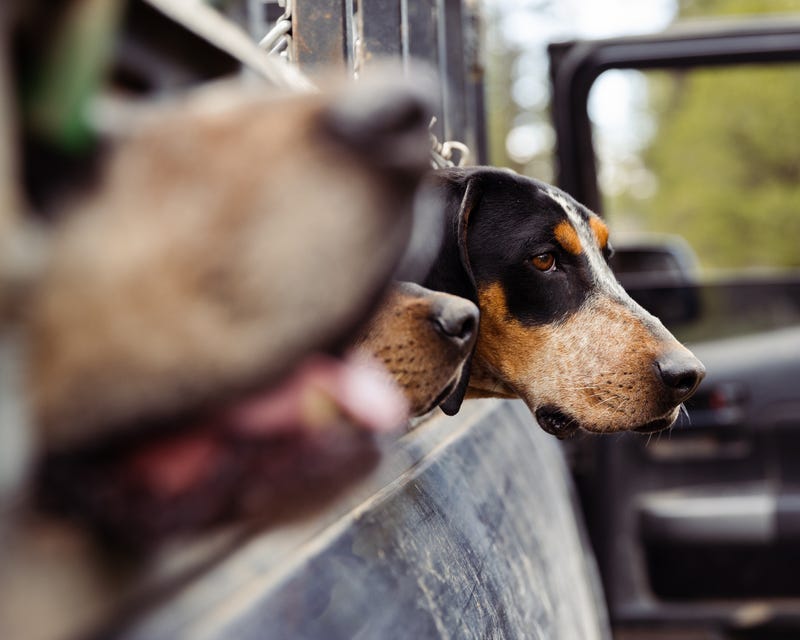 A hunter told the Department of Natural Resources that he drove out on to state land, removed his dog's collar and tags and abandoned the hound because it wouldn't stop barking, mLive reported.