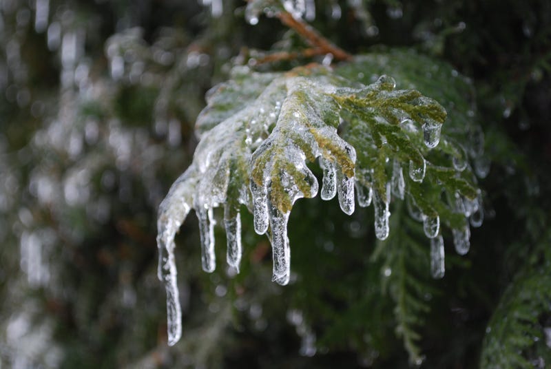 Only three counties in all of Michigan are not under winter weather alerts as a messy storm system begins to impact the state on Wednesday, but experts say it's not the snow or wind they're worried about the most — it's the ice.