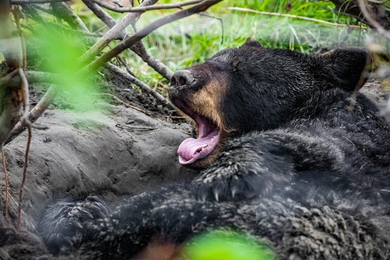 Bear, Black Bear, Hibernation, Hibernating, Minnesota, Winter, Spring