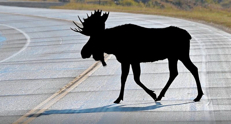 A Moose Crossing A Road