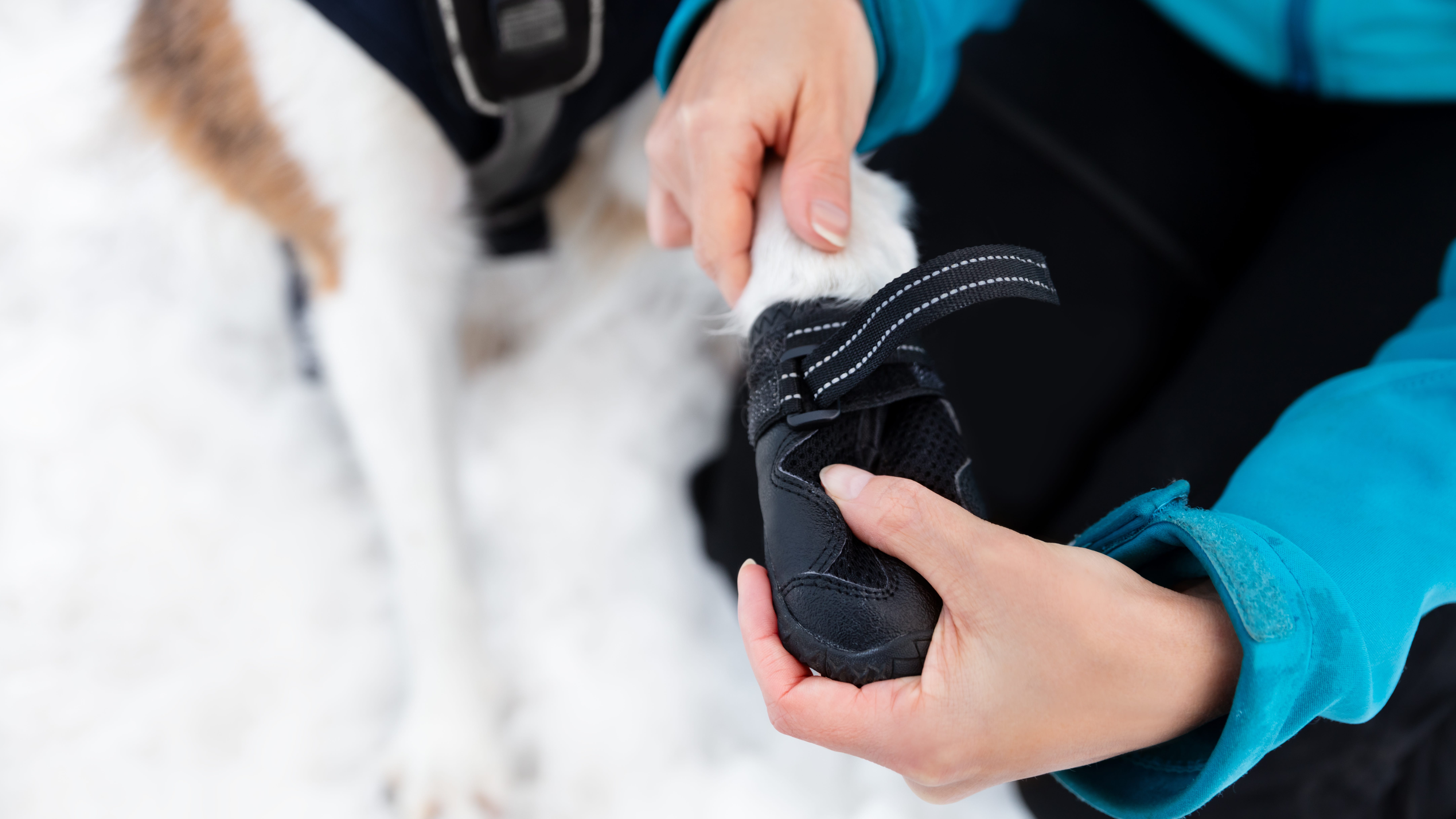 Vet recommends dog booties, short walks and more during bitter cold