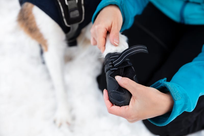 Dog booties