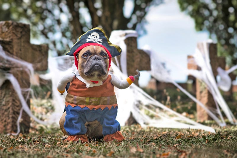 Dog In Pirate Costume 