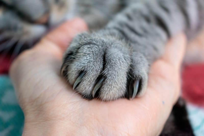 Illinois cats