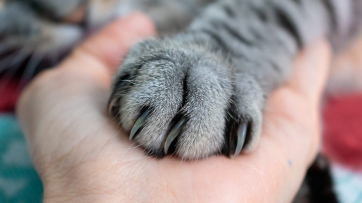 2nd state set to ban cat declawing