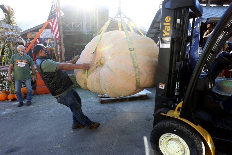 A worker moves a large pumpkin during the Safeway World Championship Pumpkin Weigh-Off on October 12, 2020 in Half Moon Bay, California.