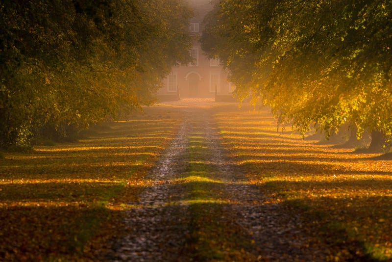 Autumnal Colors