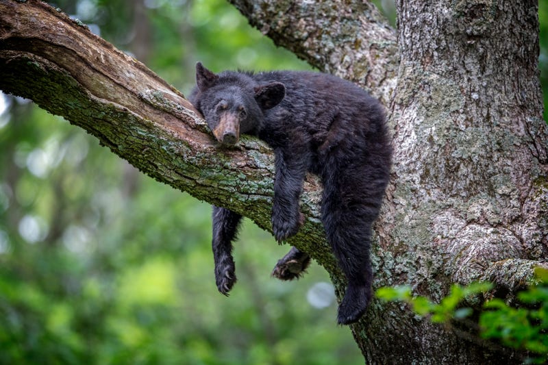 Black Bear