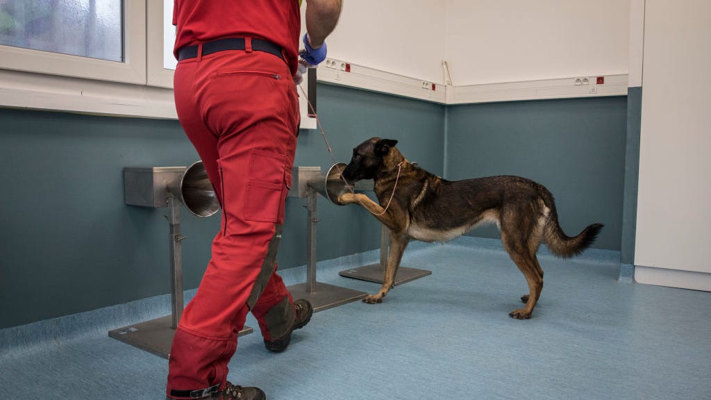 Dogs can detect COVID-19 in human sweat: Study