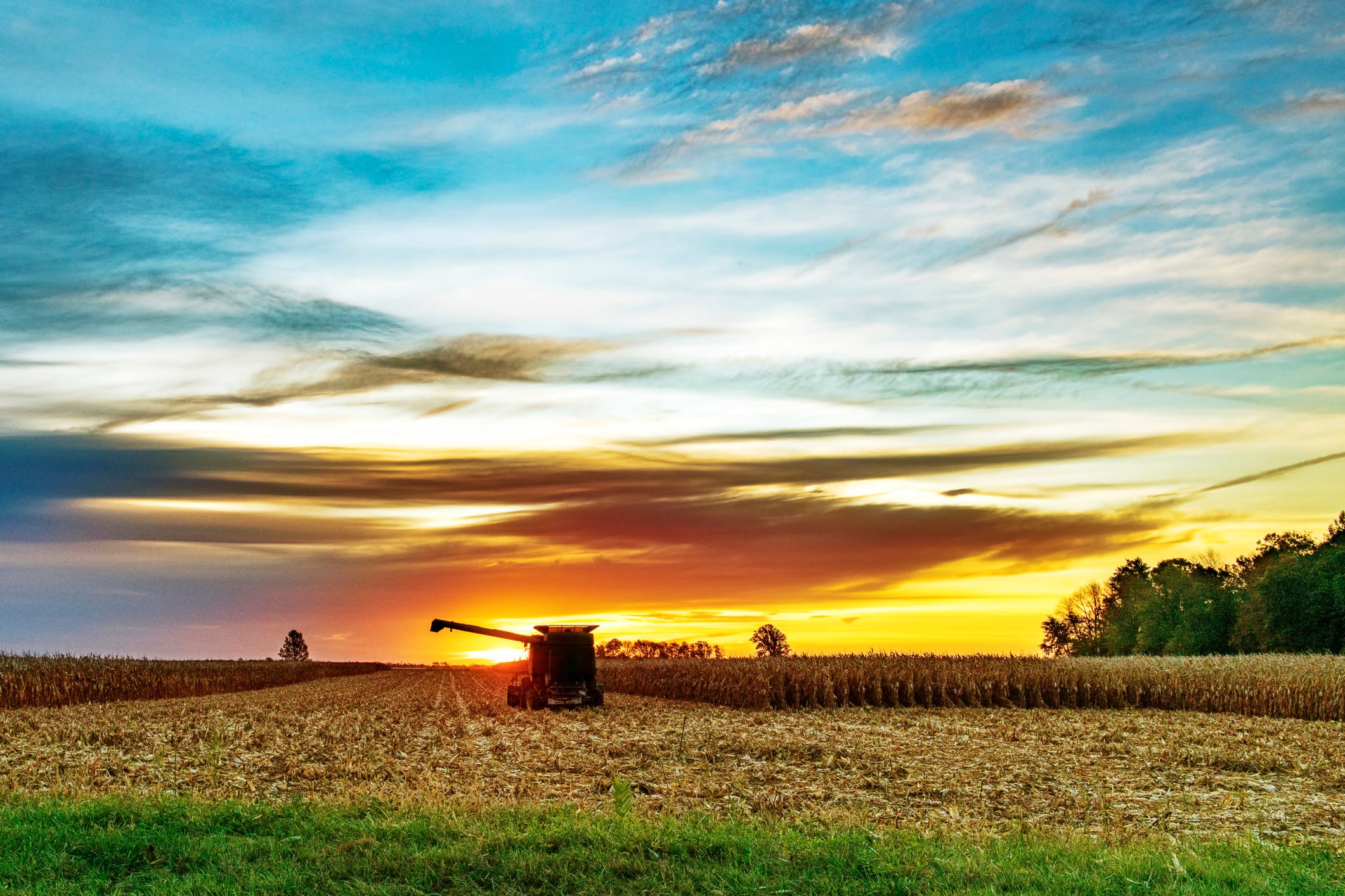 Corn harvest in Kansas: yields are HIGH, prices are LOW