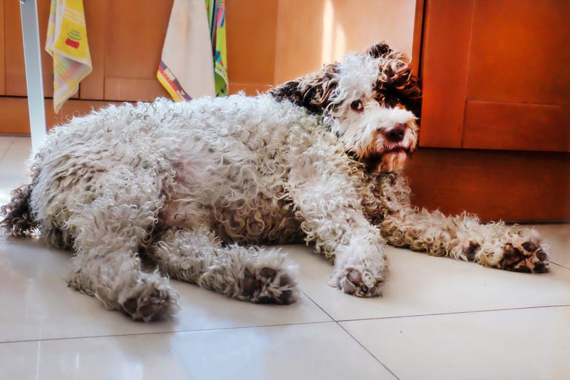 Spanish water dog resting on the kitchen floor