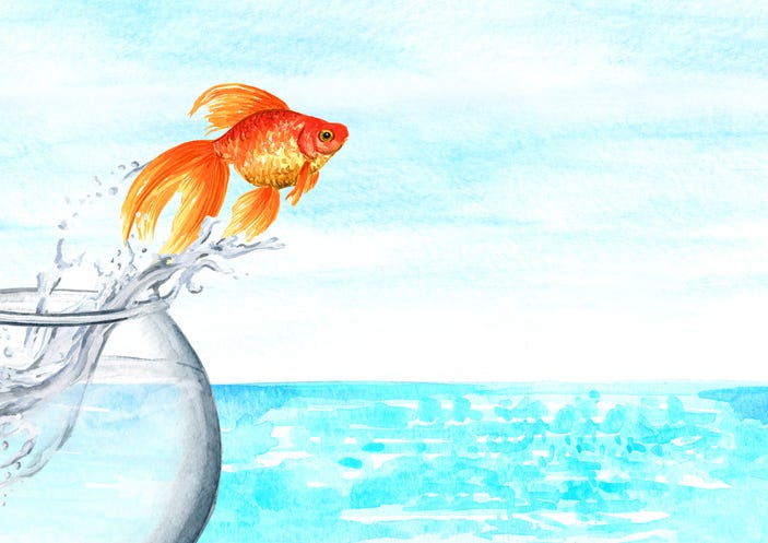Goldfish