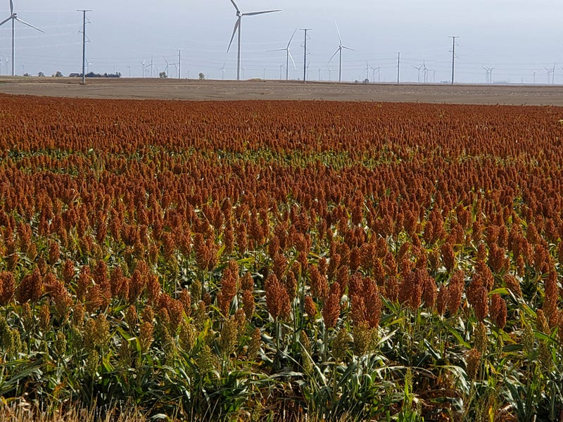 sorghum