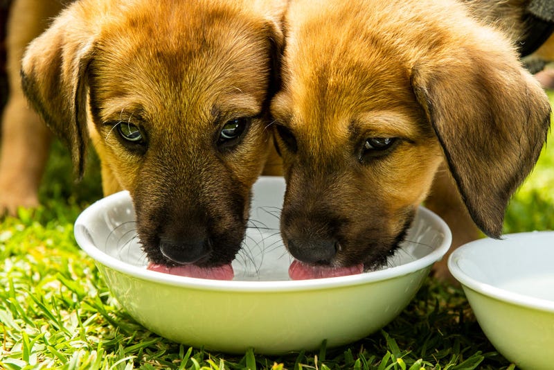 Five puppies died in a fire on Saturday, Santa Rosa officials reported.
