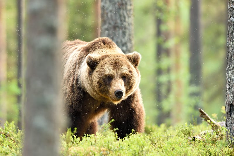 Bear